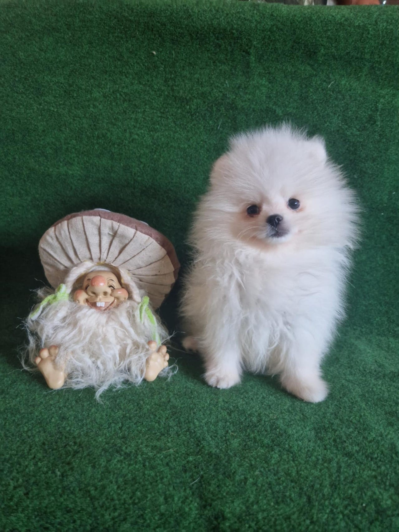 Pomeranian
