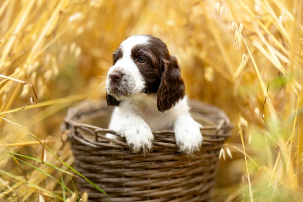 Engelsk springer spaniel