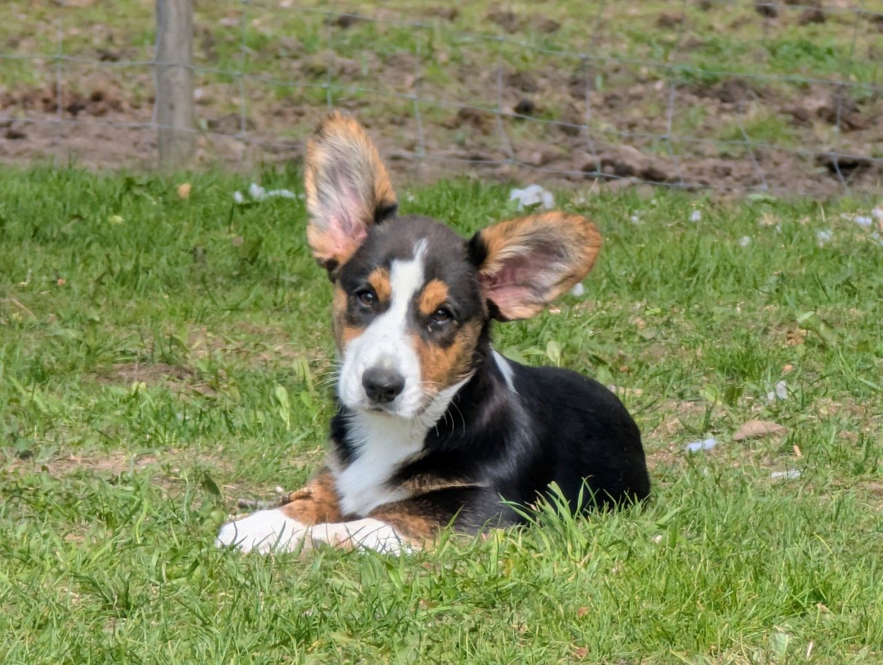 Welsh corgi cardigan