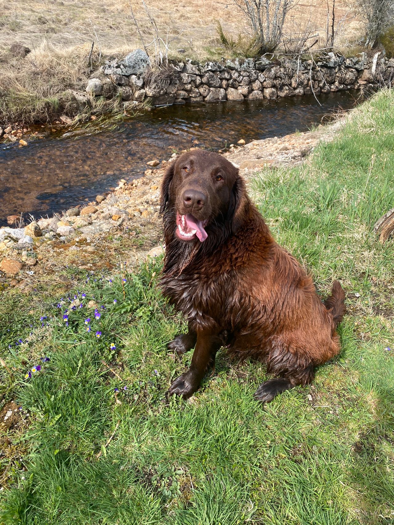 Flat coated retriever