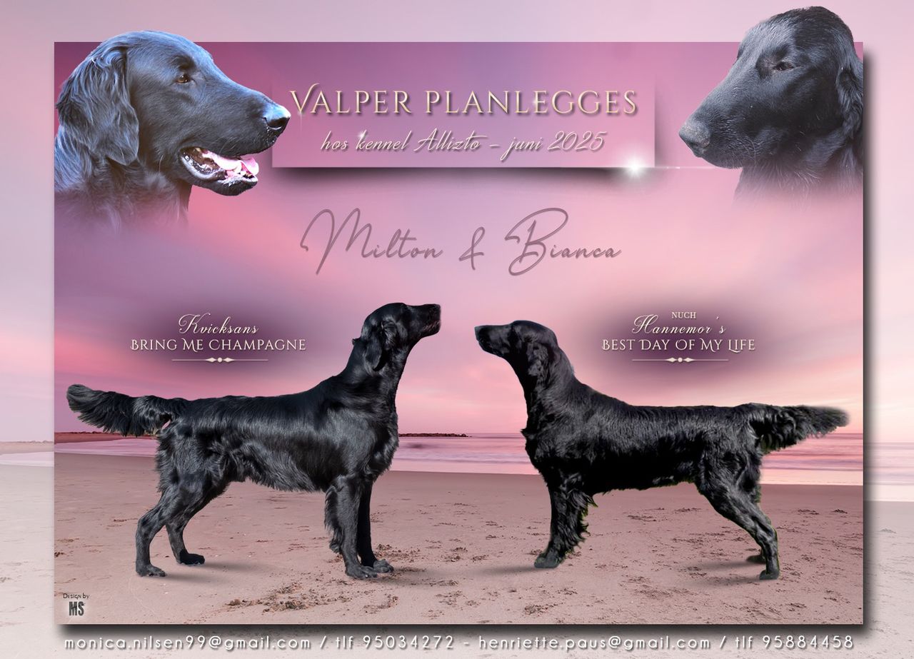 Flat coated retriever
