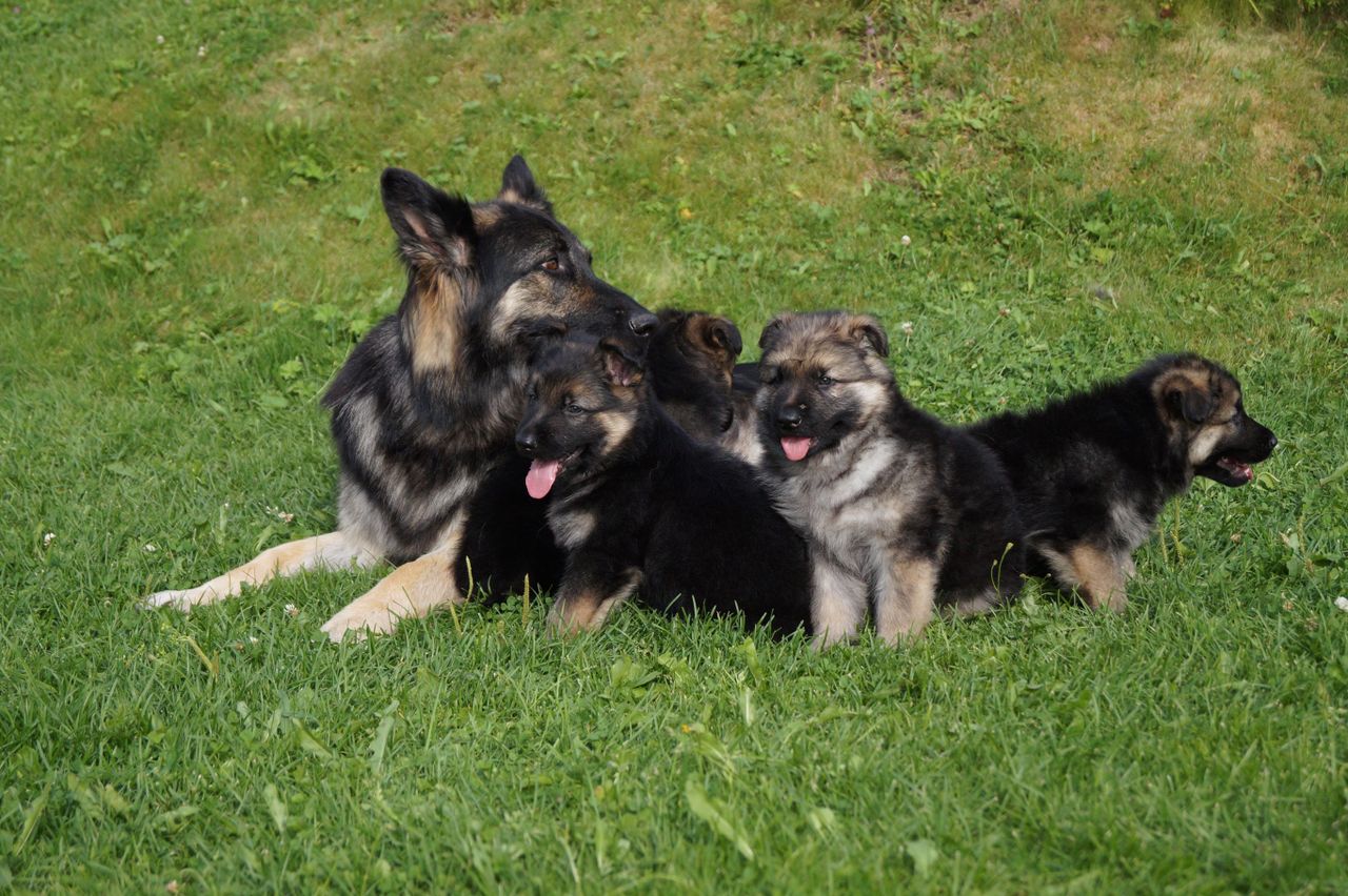 Schäferhund langhår