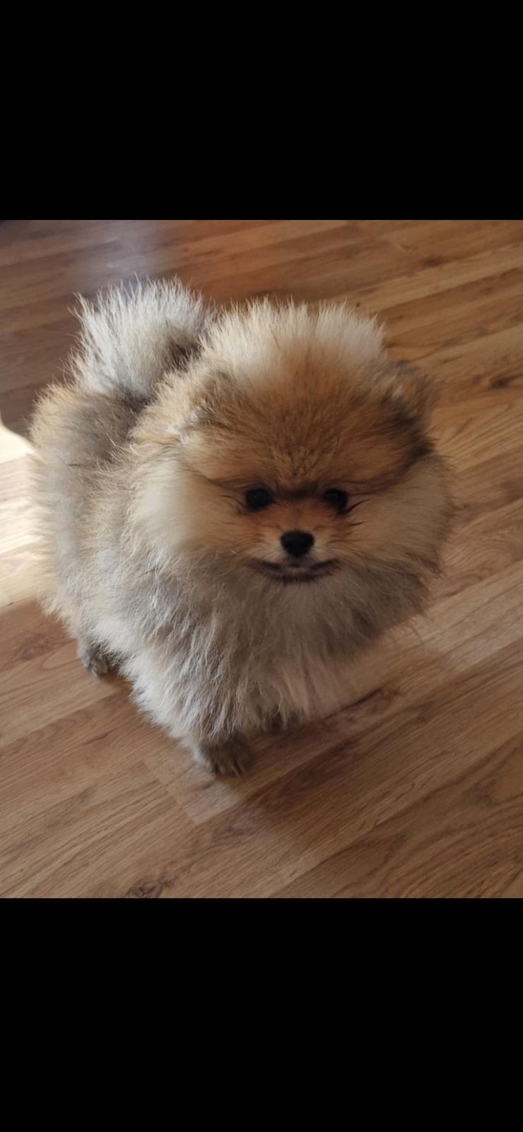 Pomeranian