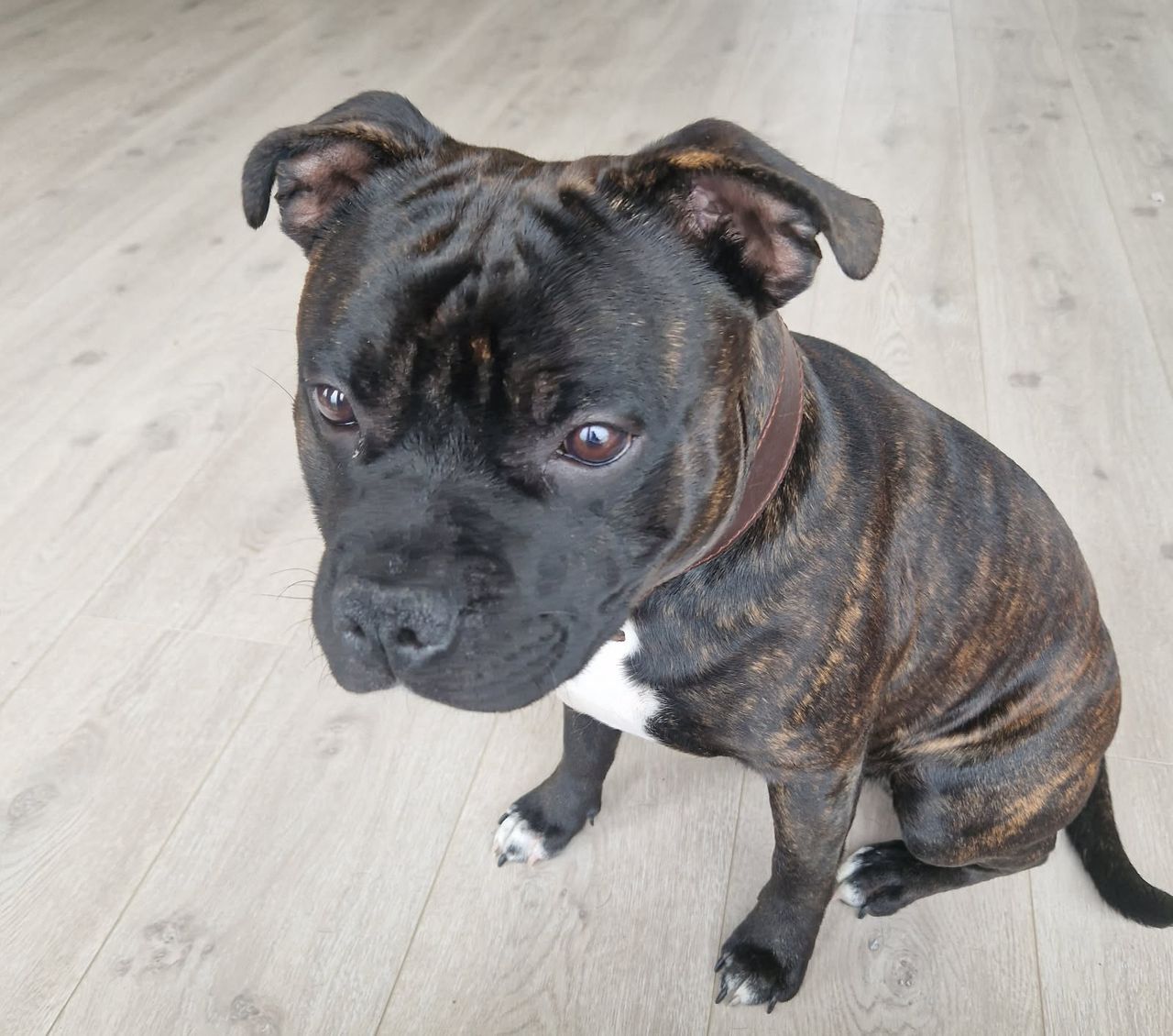 Staffordshire bull terrier