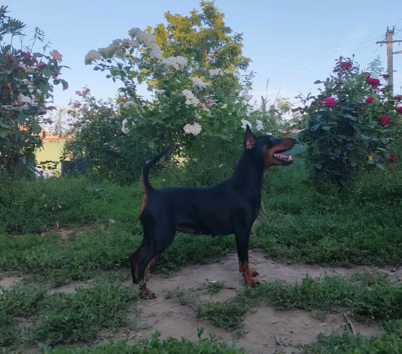 Dvergpinscher