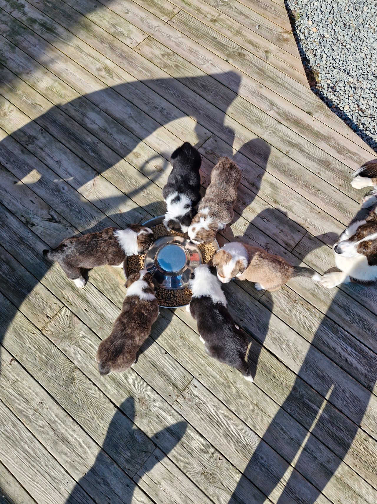 Welsh corgi cardigan