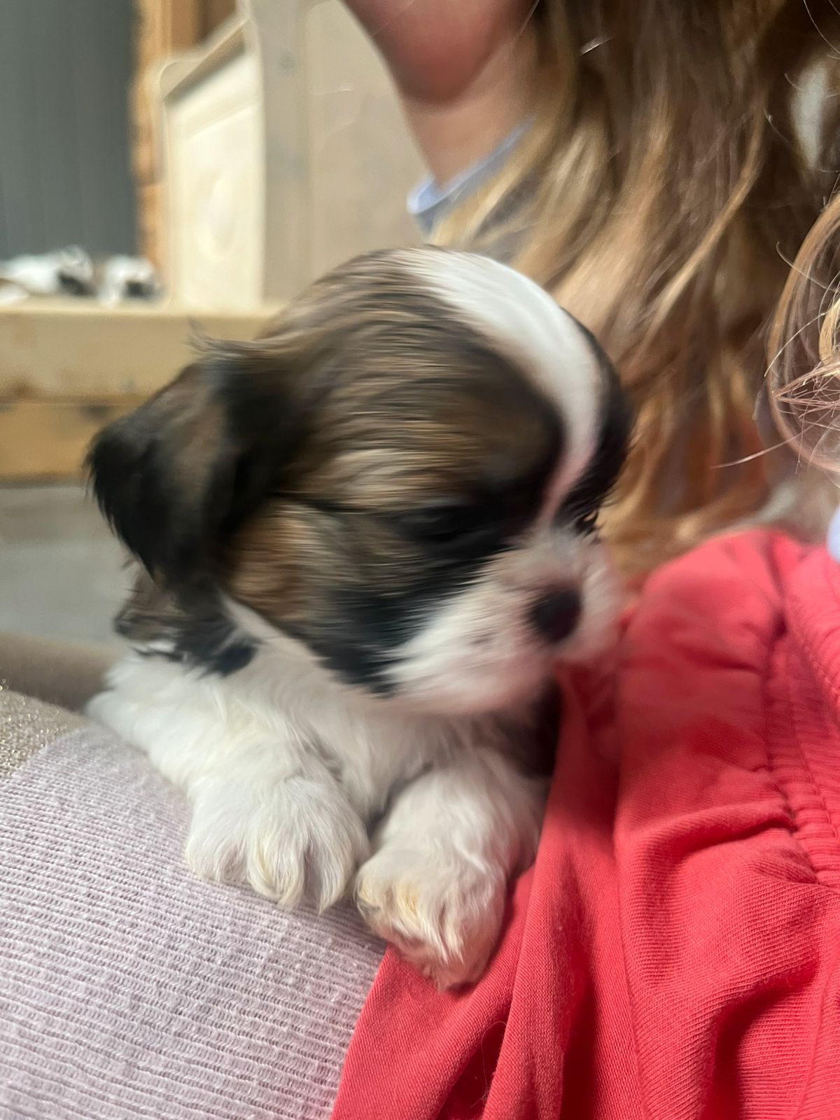 Shih tzu