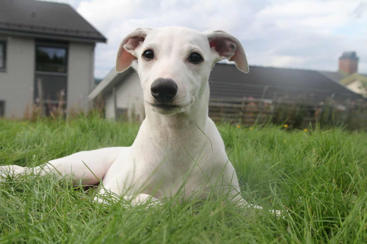 Whippet