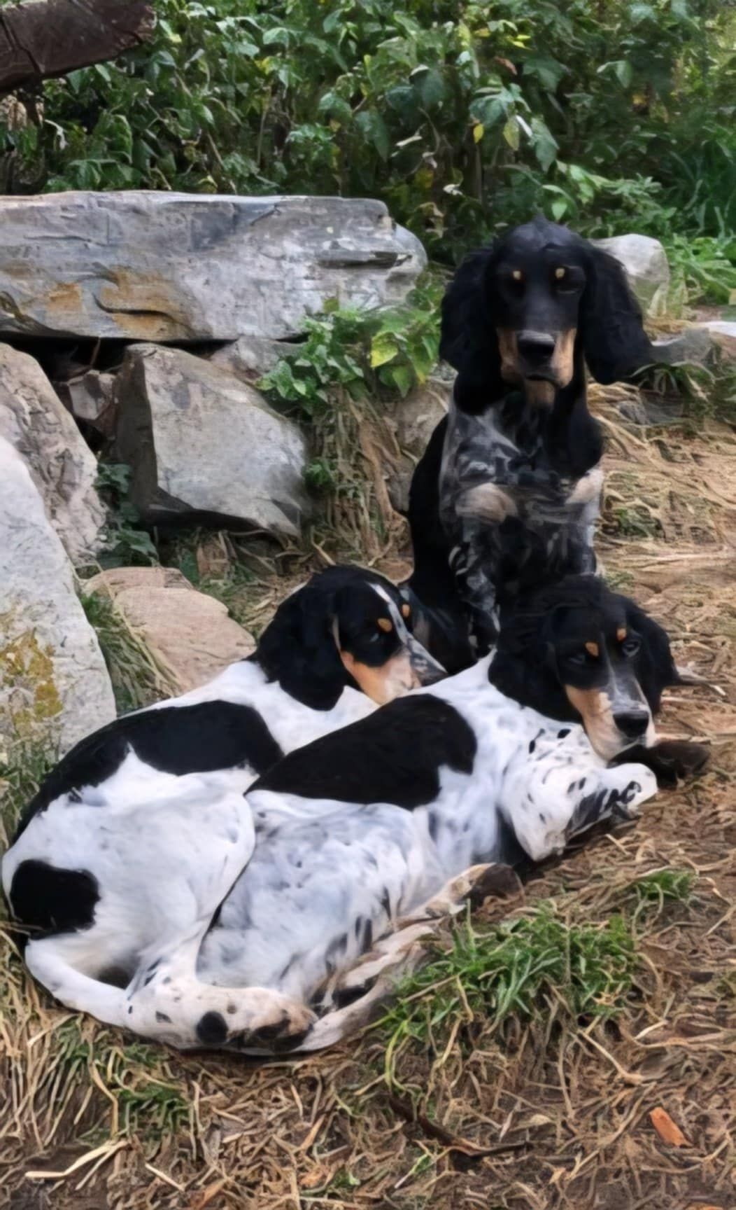 Engelsk setter