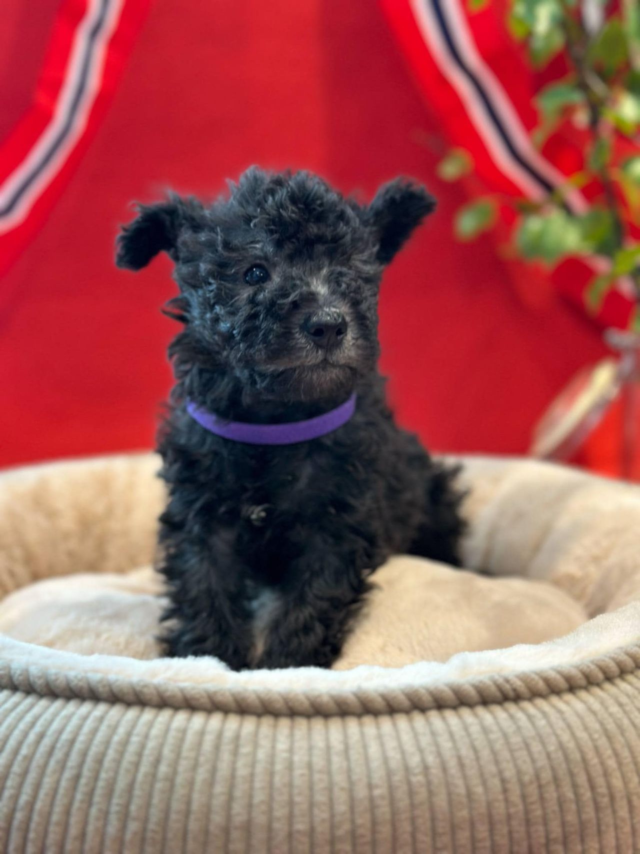 Pumi