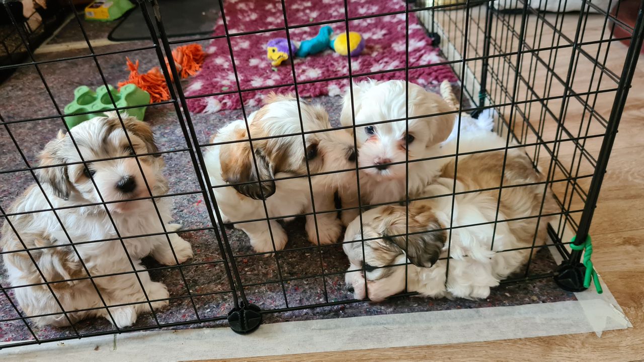Bichon havanais