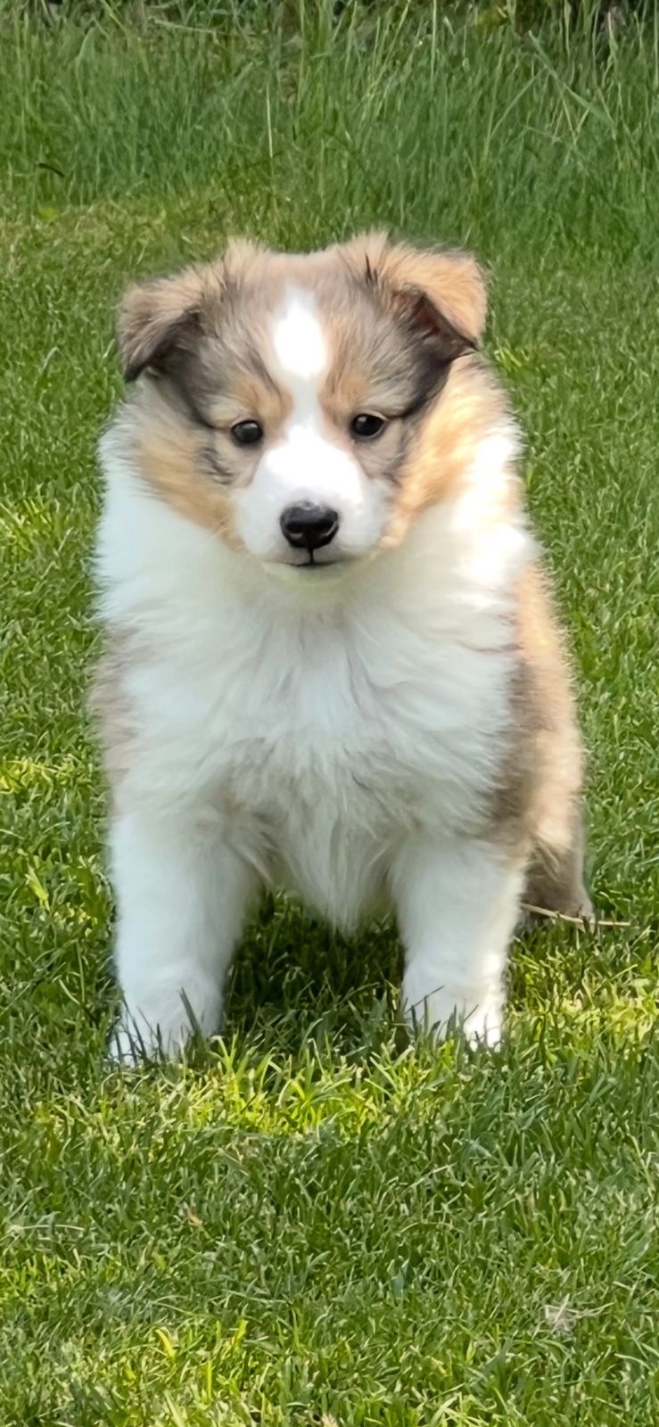 Shetland sheepdog