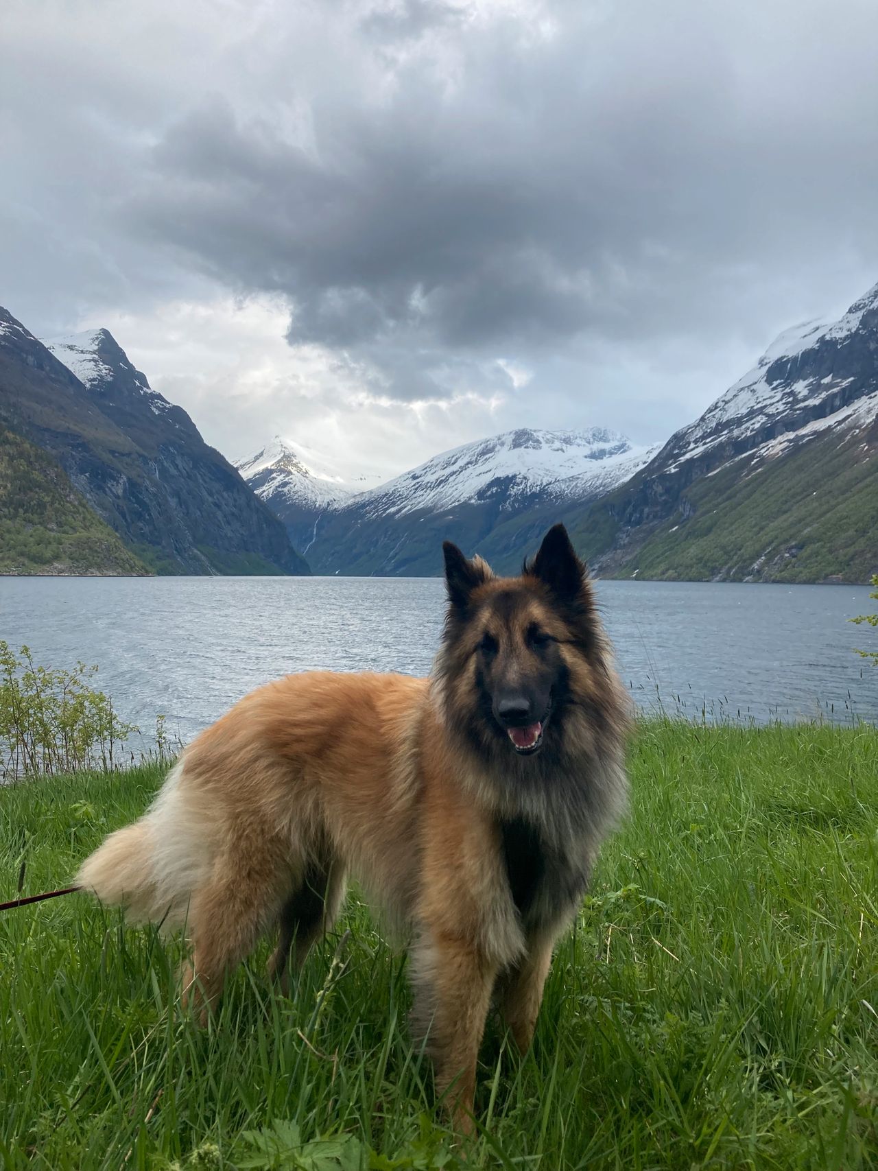 Belgisk fårehund, tervueren