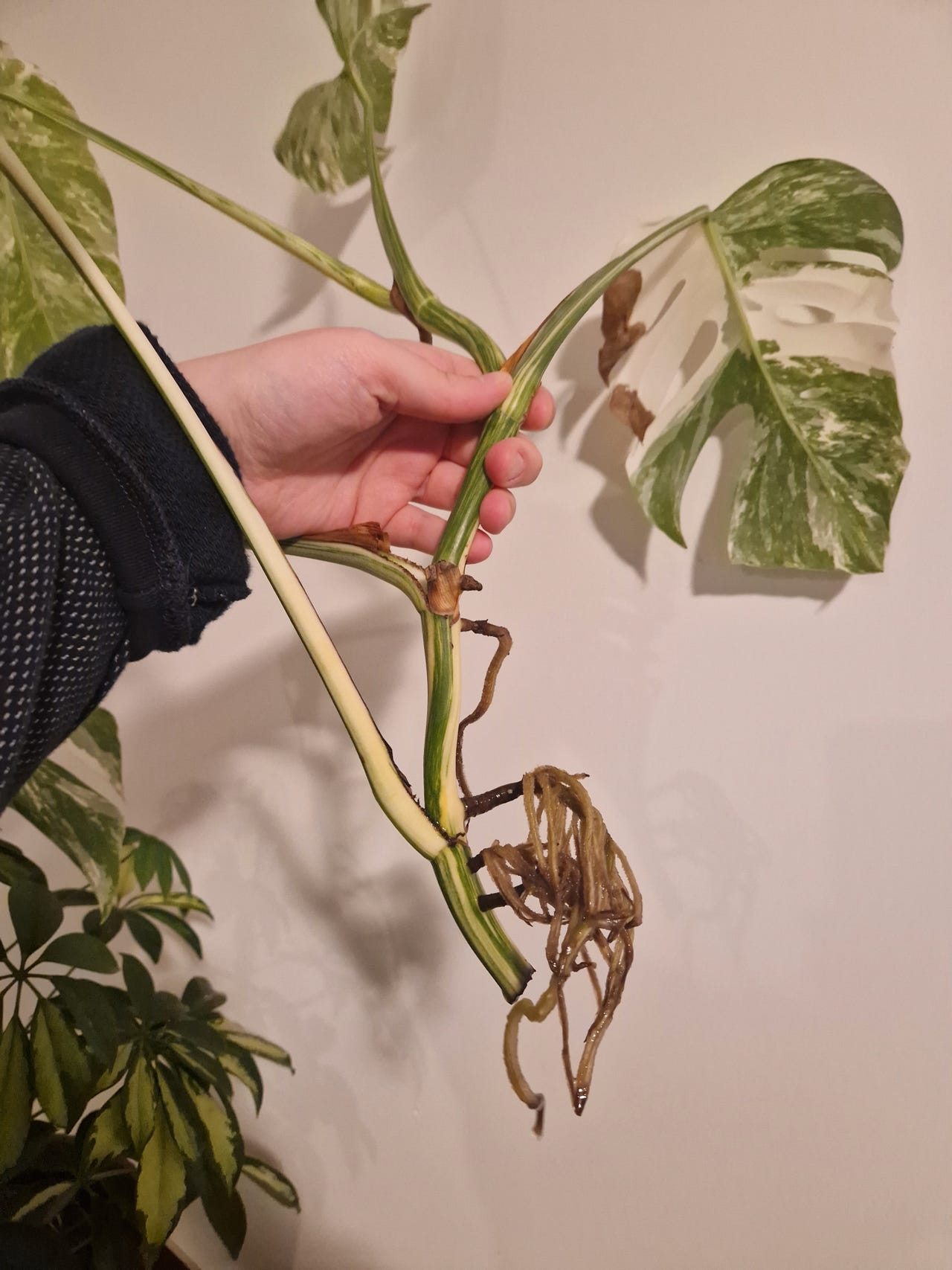 Monstera variegata. Stikling med røtter | FINN-torget