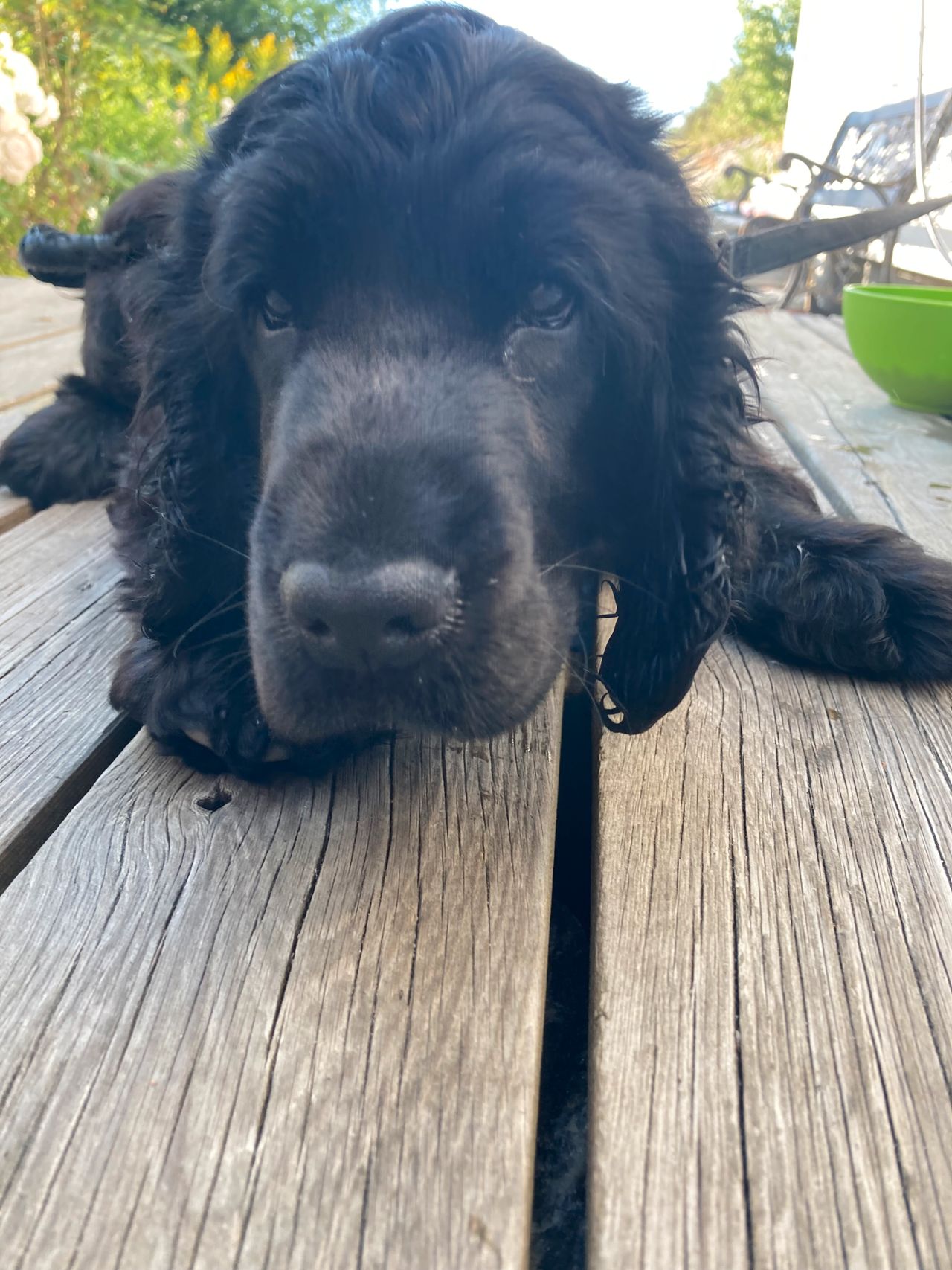 Cocker spaniel