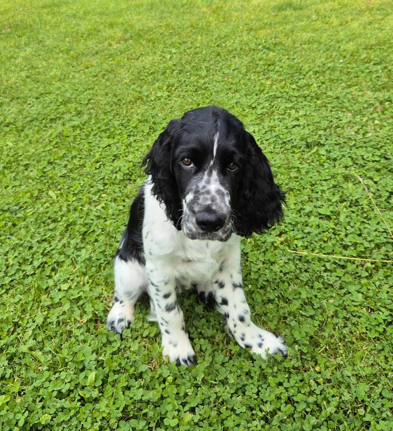 Engelsk springer spaniel