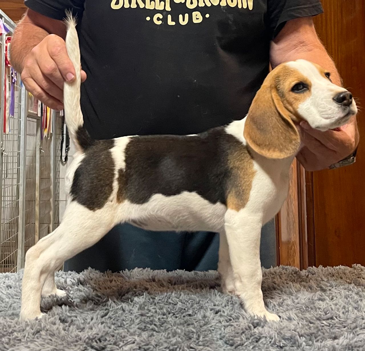Beagle