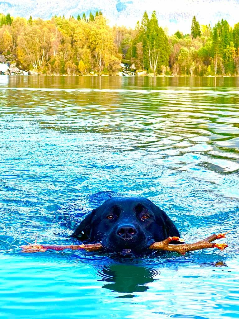Labrador retriever