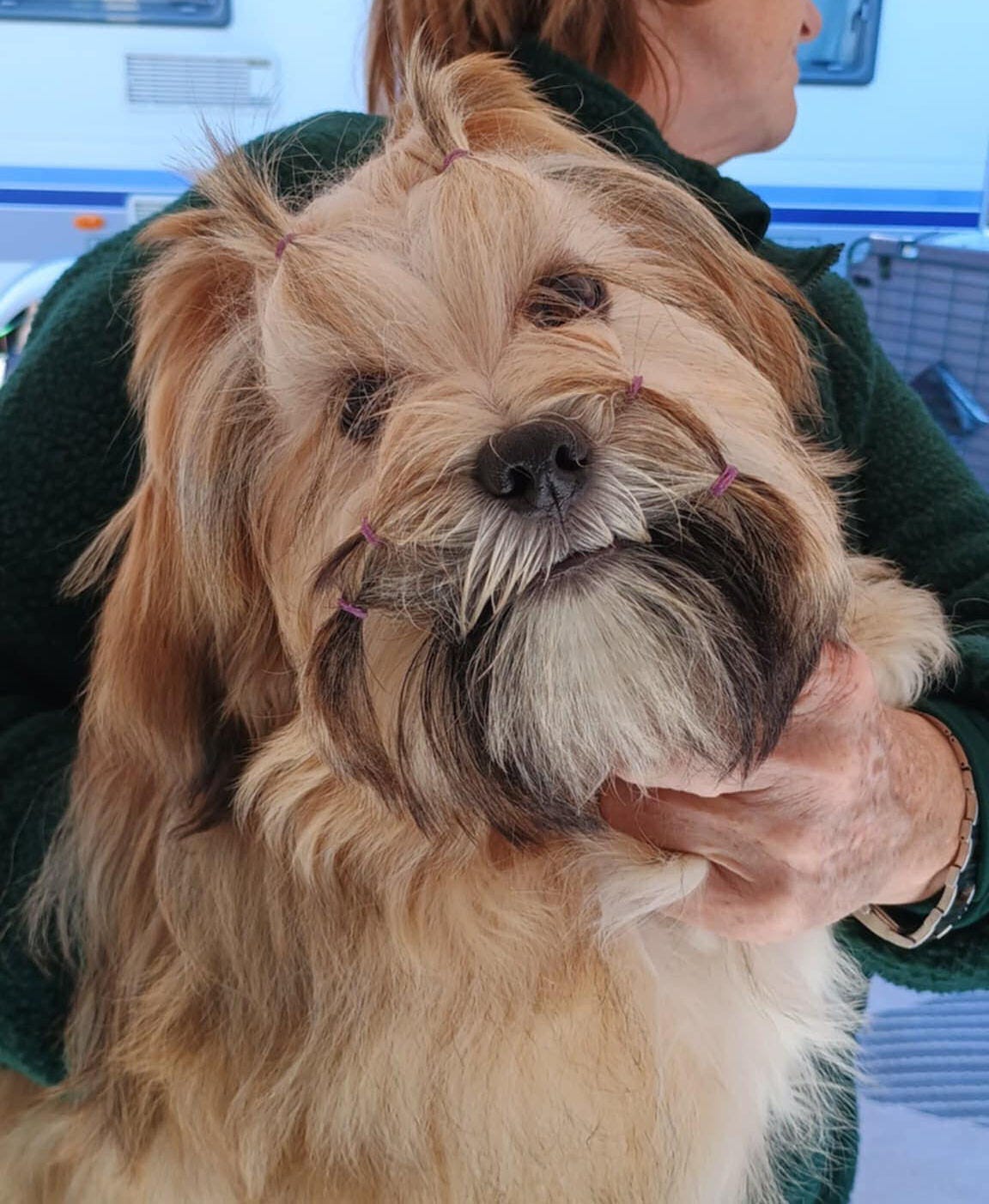 Lhasa apso