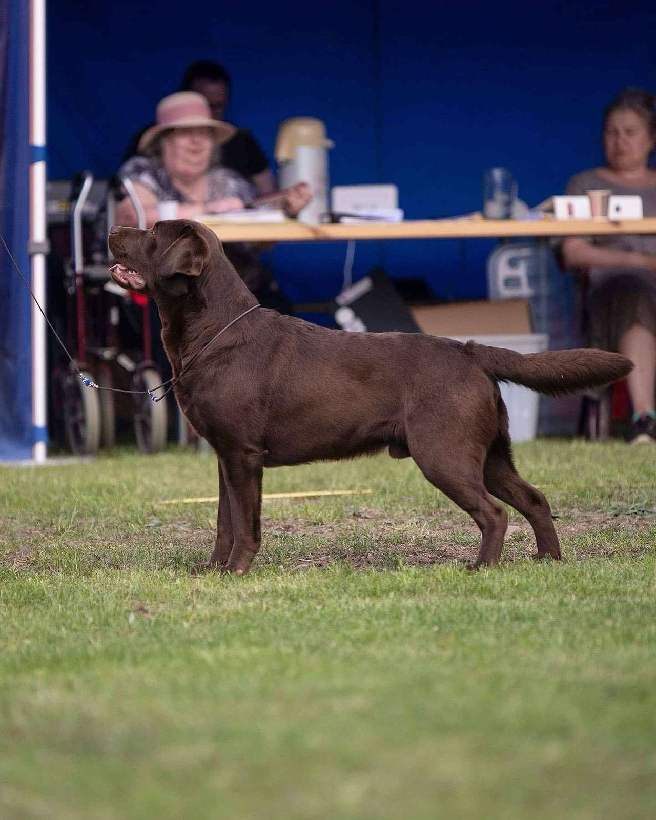 Labrador retriever