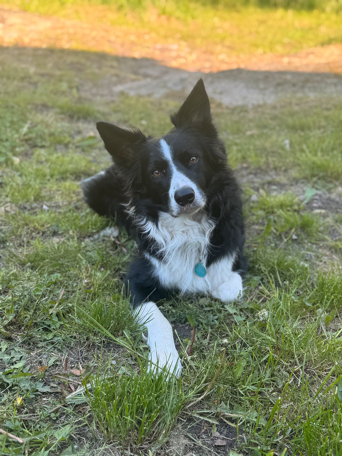 Border collie