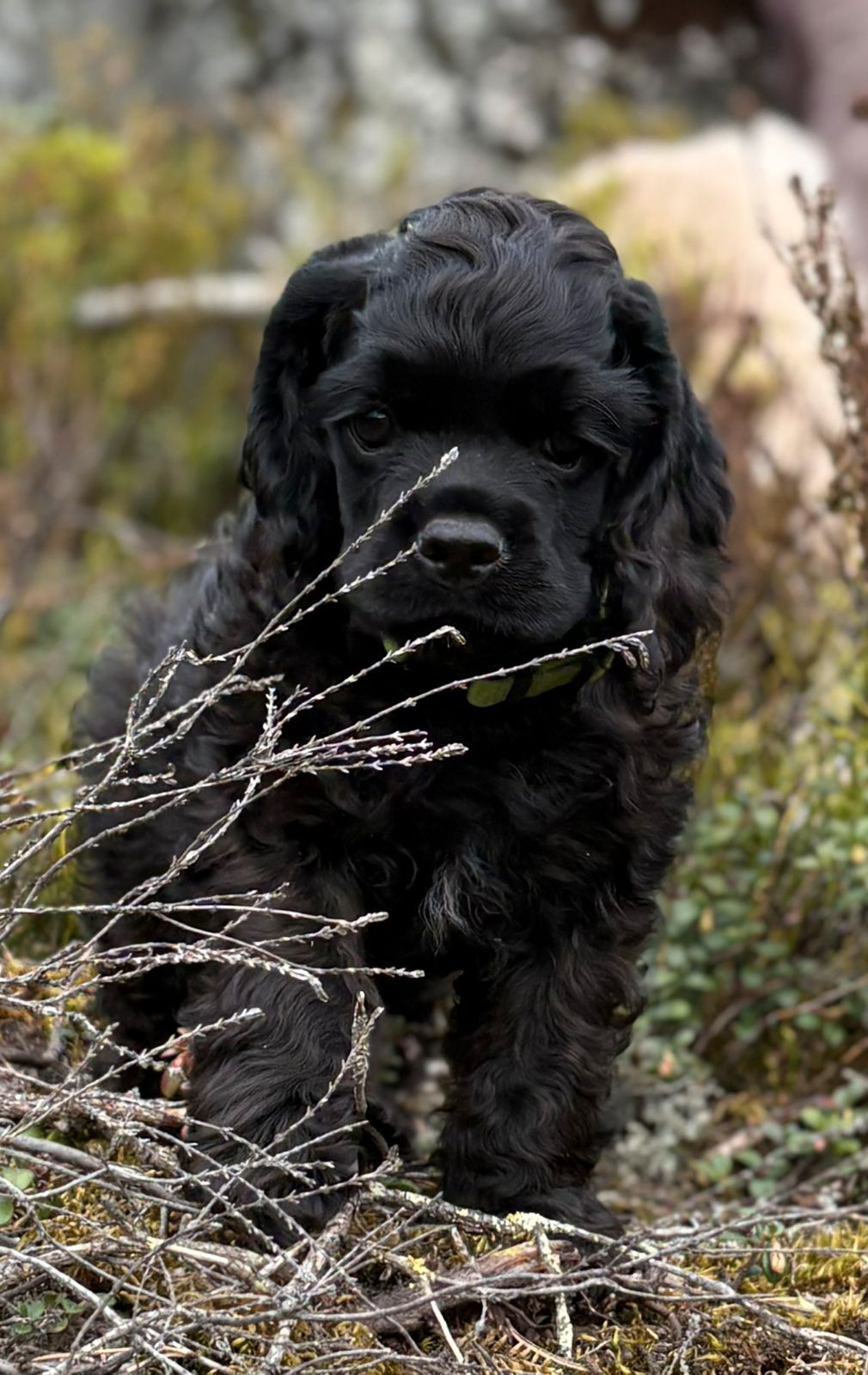 Amerikansk cocker spaniel