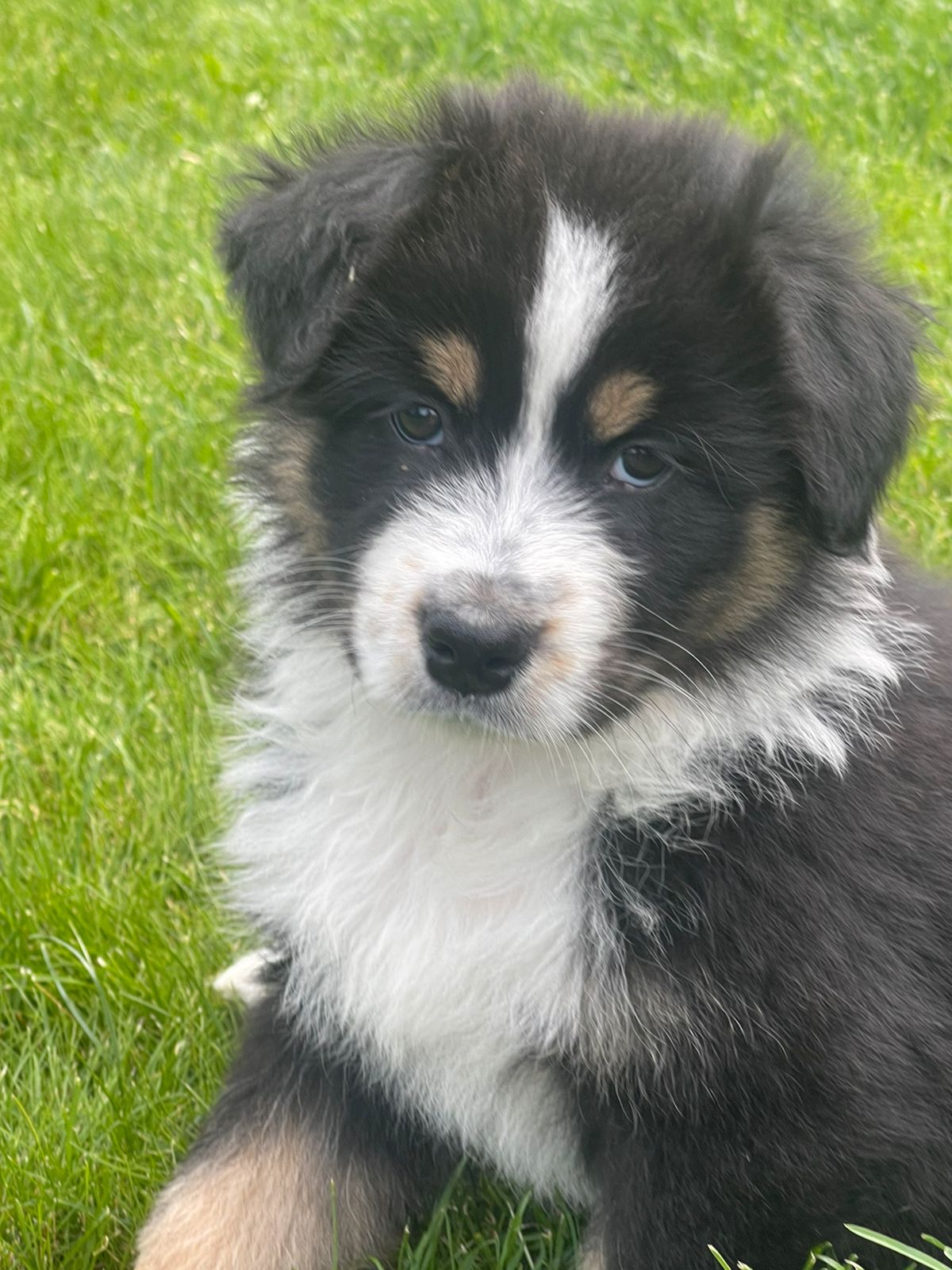 Australian shepherd