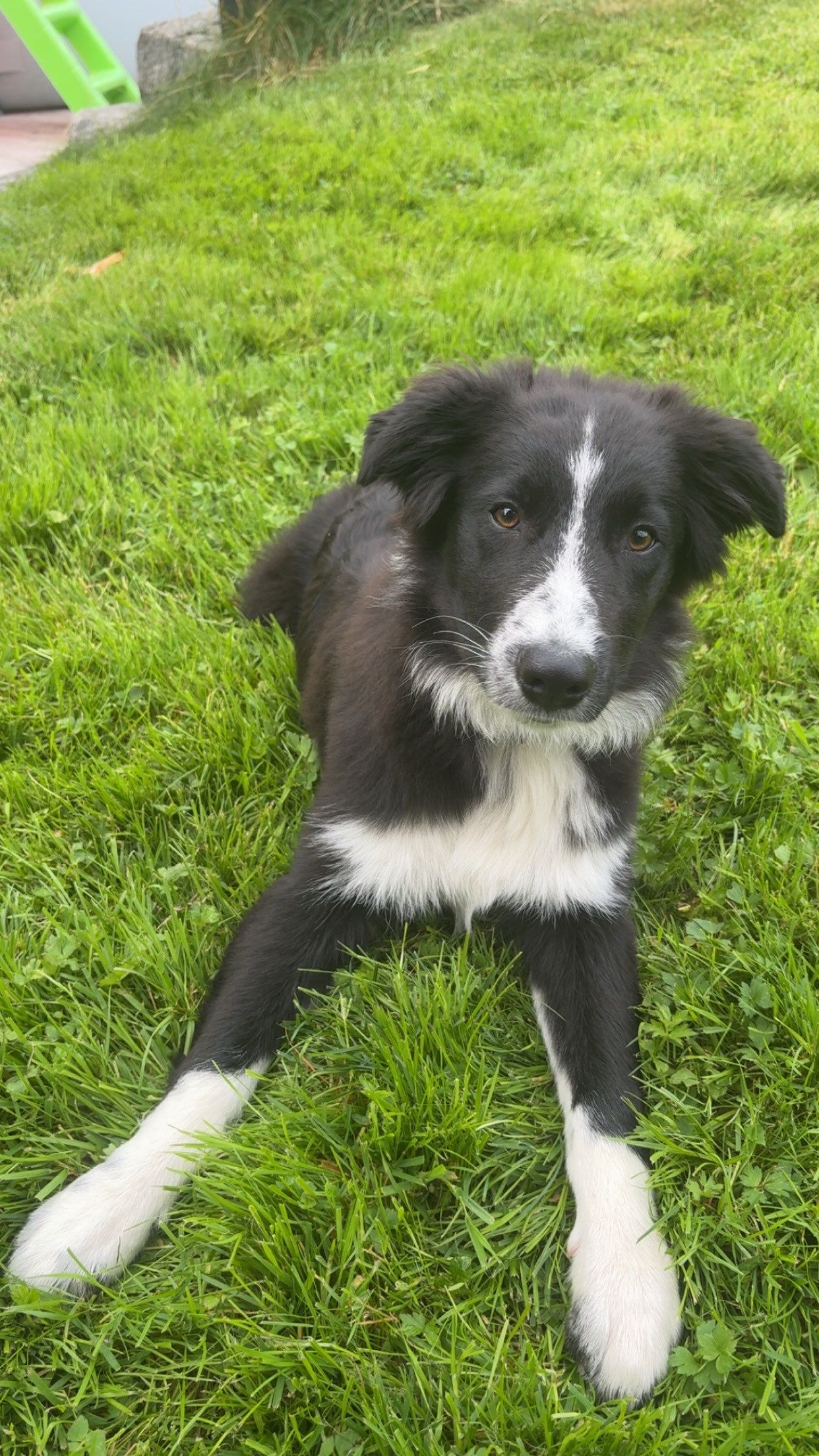 Border collie