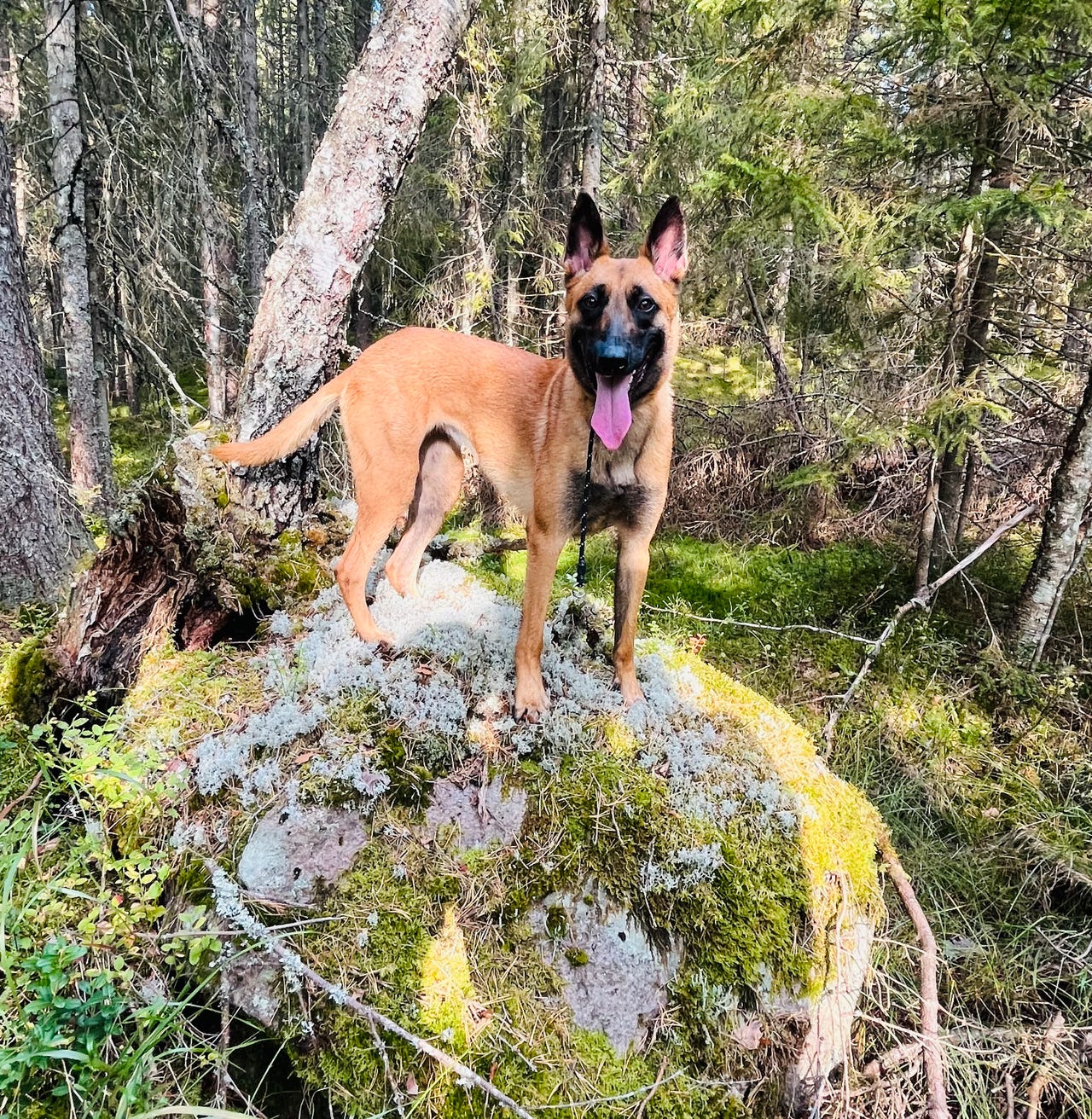 Belgisk fårehund, malinois