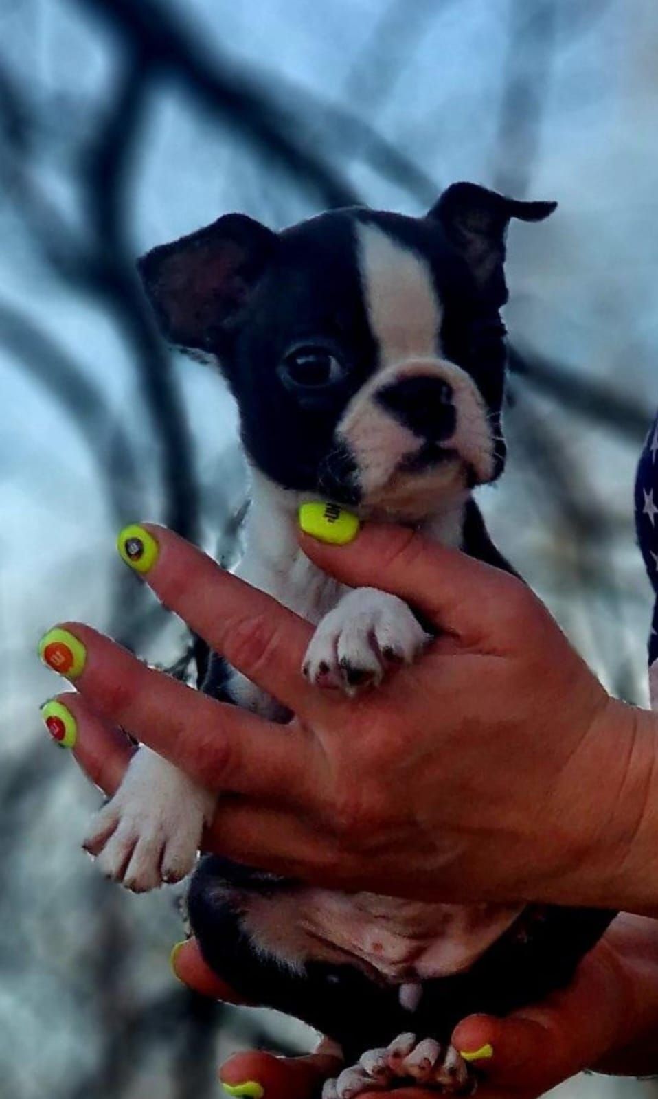 Boston terrier