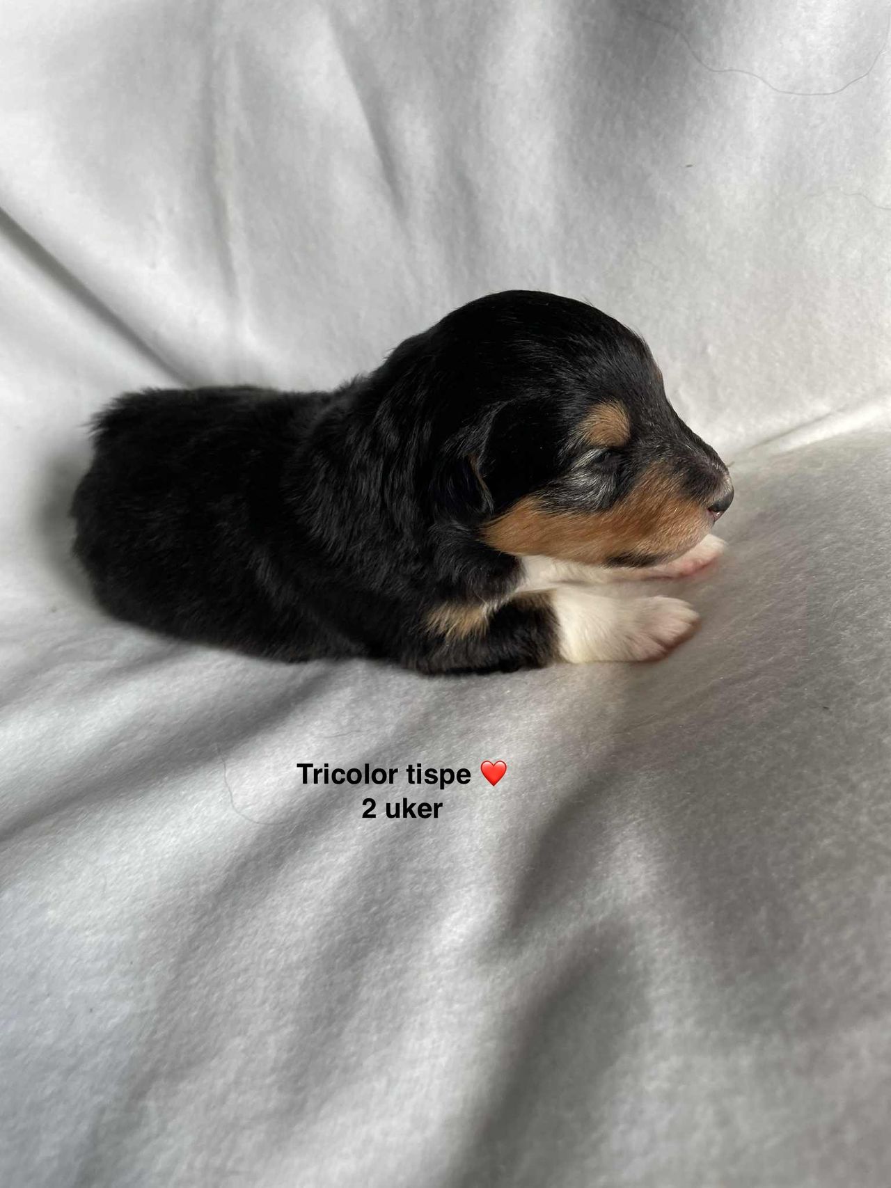 Shetland sheepdog