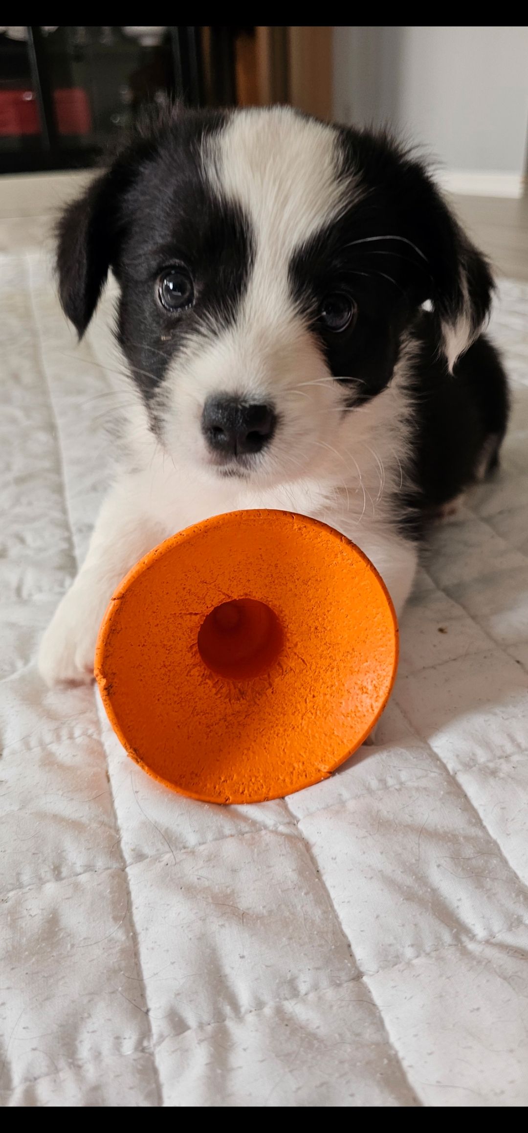 Welsh corgi cardigan