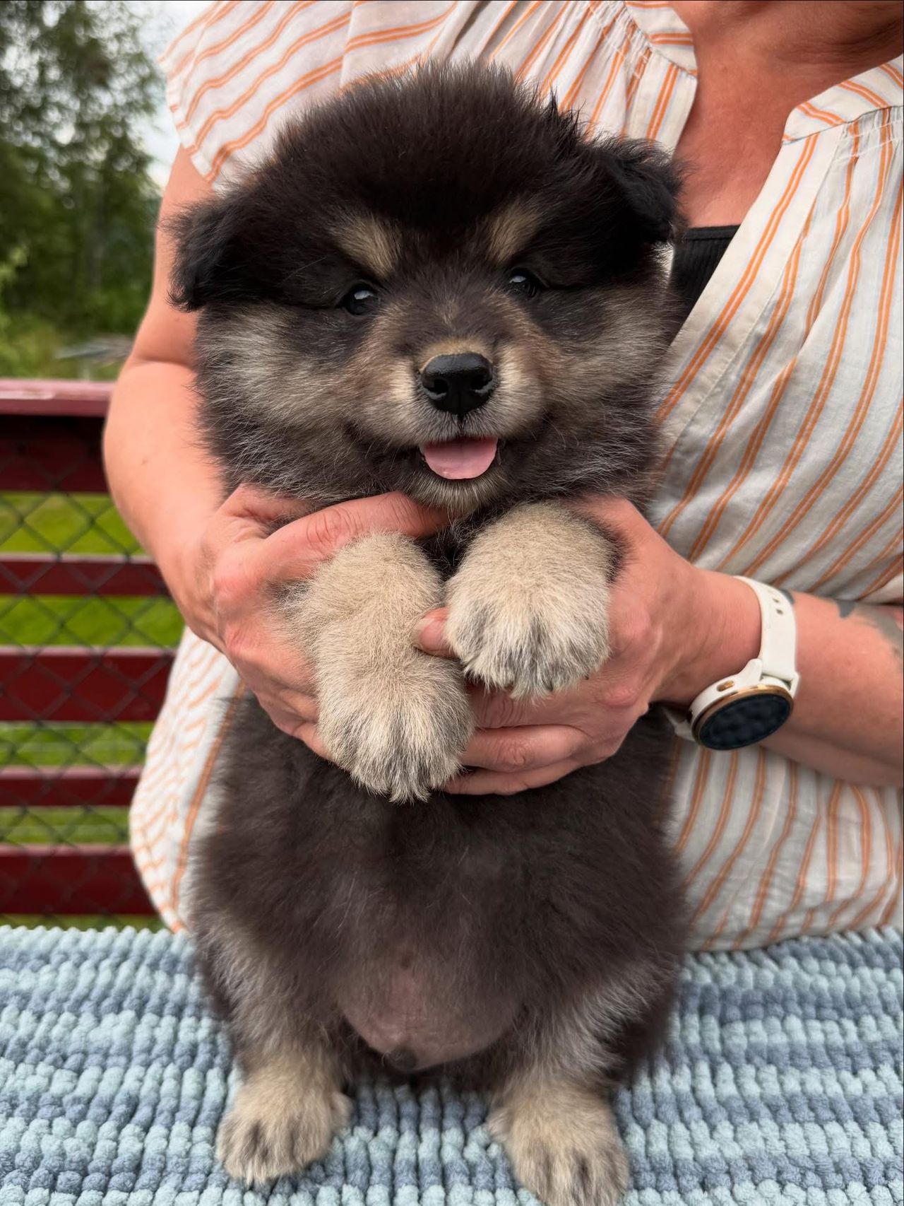 Finsk lapphund