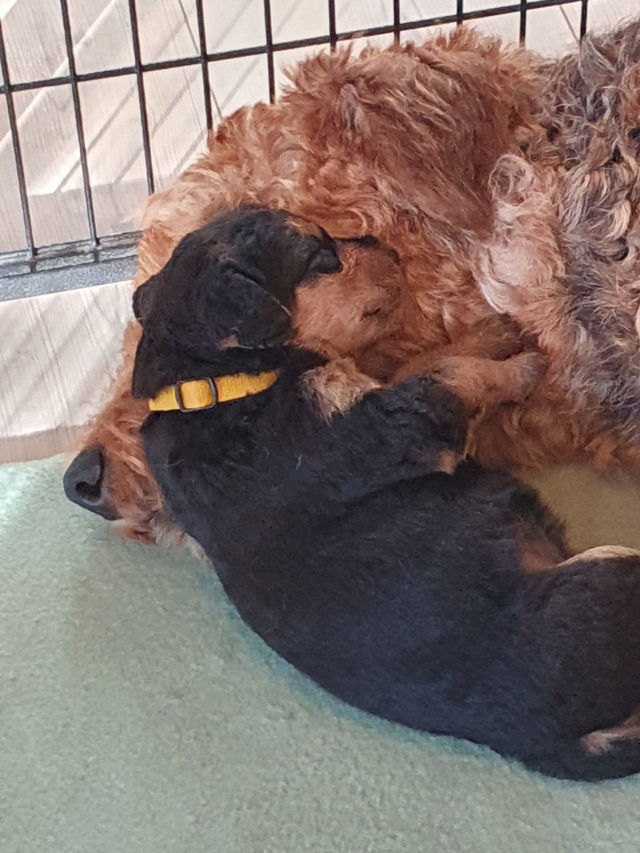 Airedale terrier