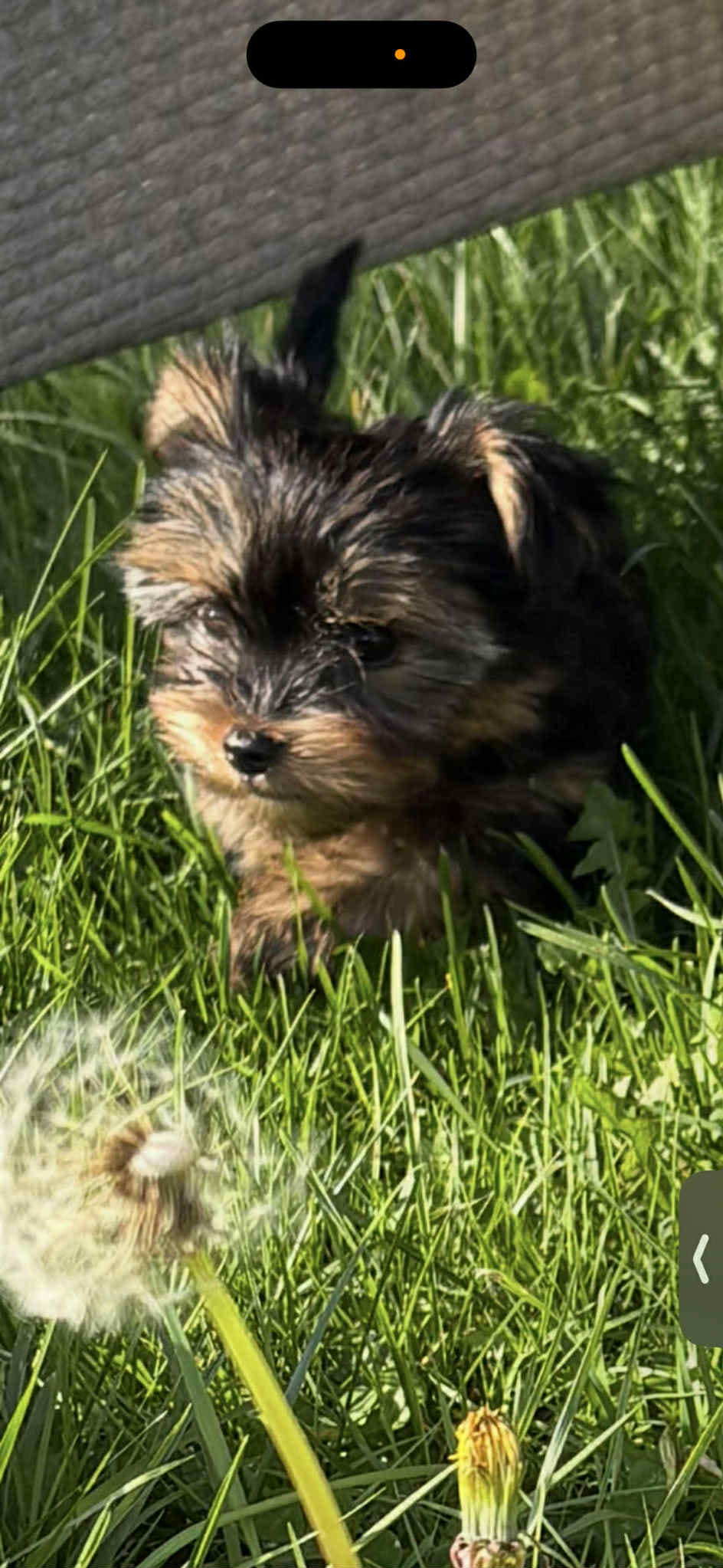 Yorkshire terrier