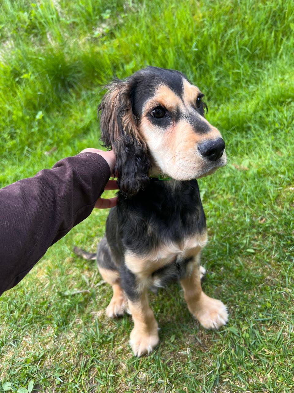 Cocker spaniel