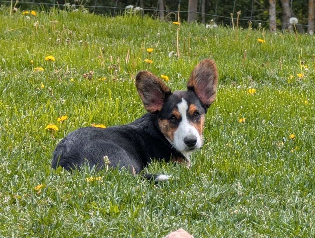 Welsh corgi cardigan