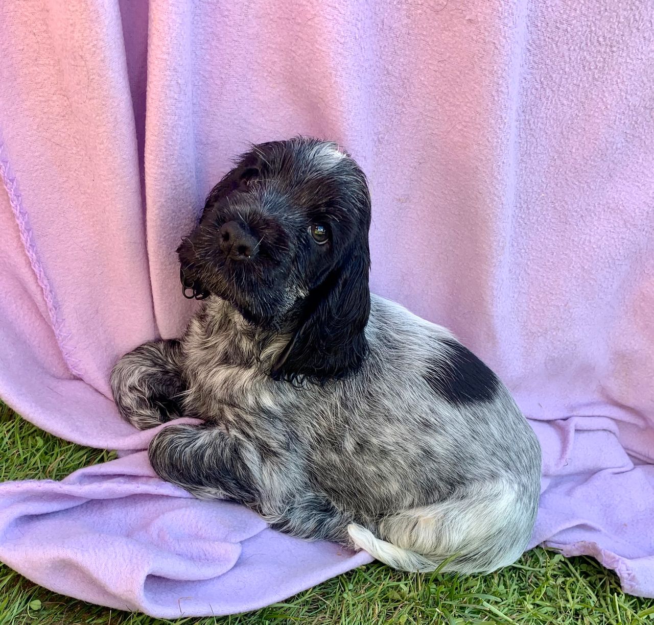 Cocker spaniel