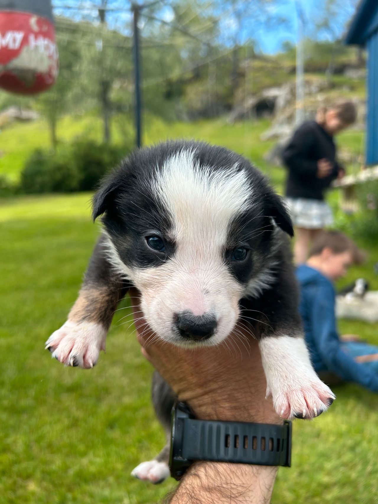 Border collie