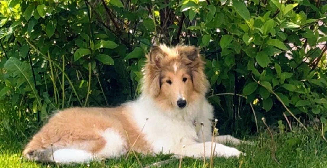 Collie langhåret