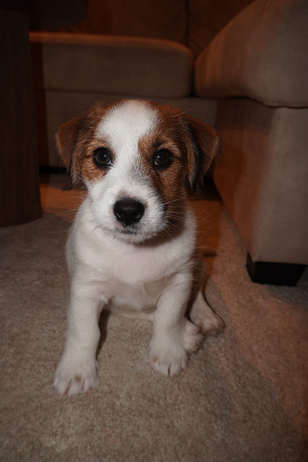 Jack russell terrier