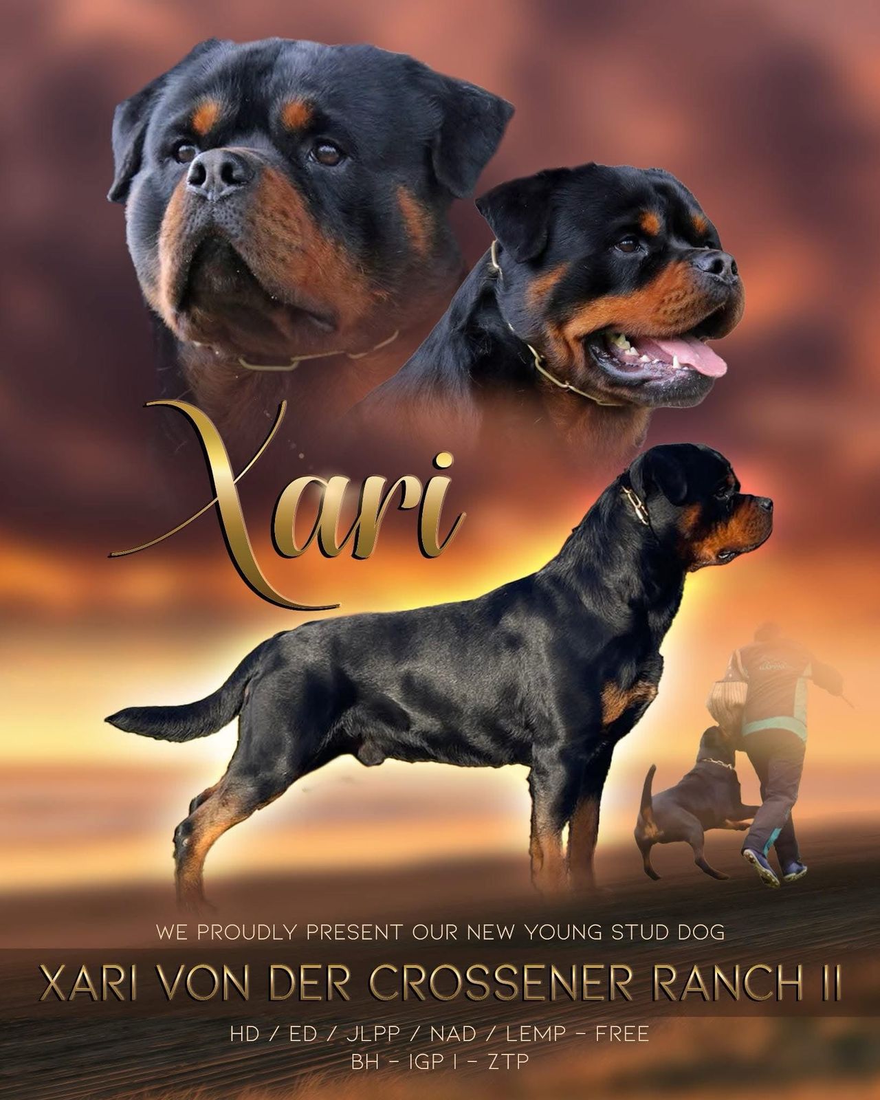 Rottweiler