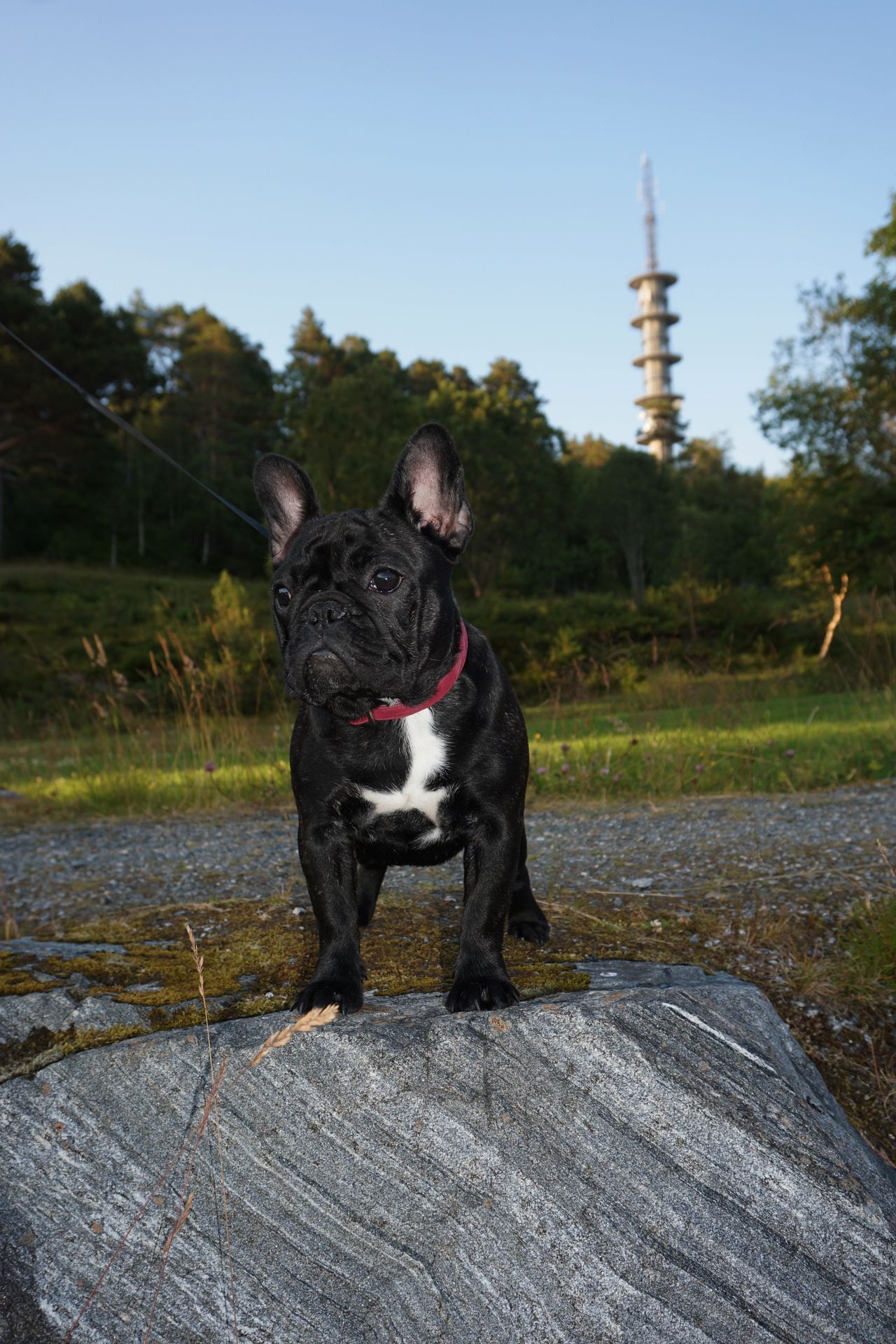 Fransk bulldog