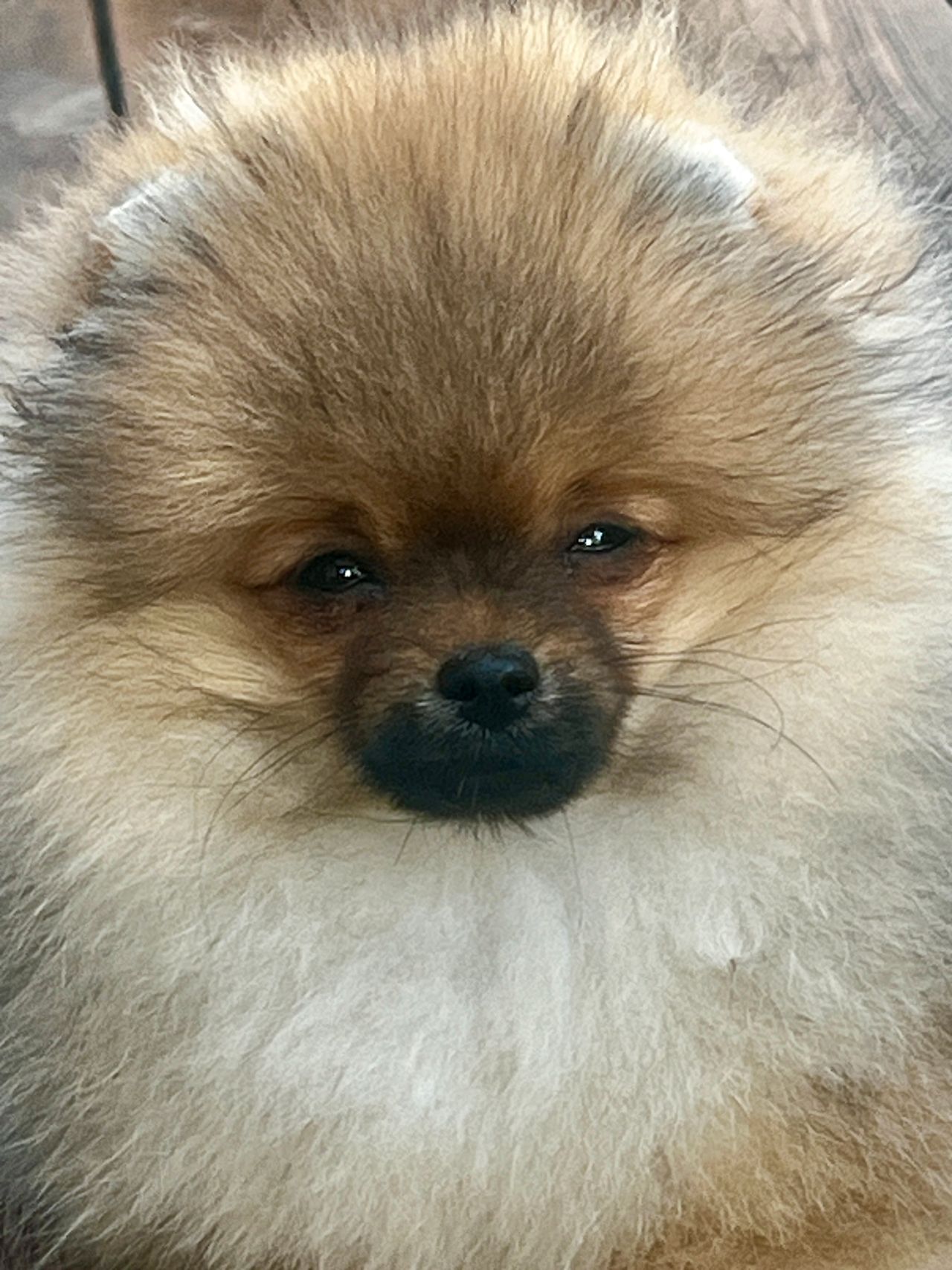 Pomeranian