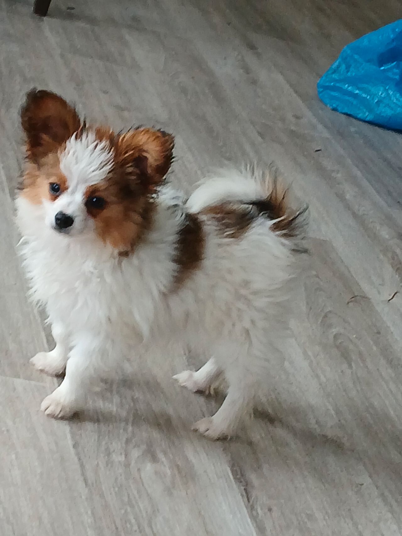 Papillon