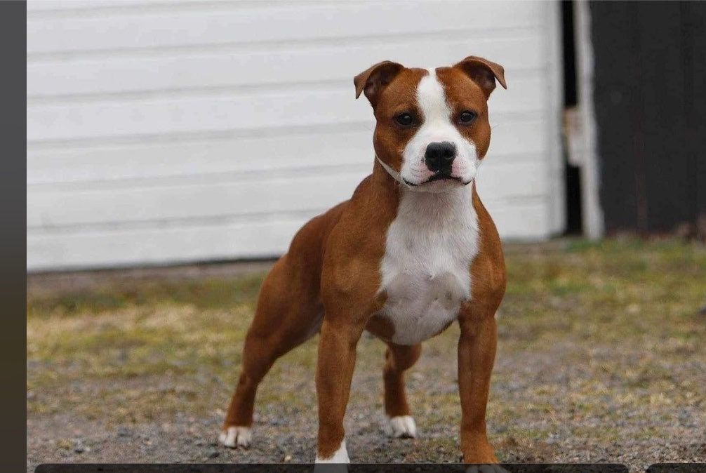 Staffordshire bull terrier