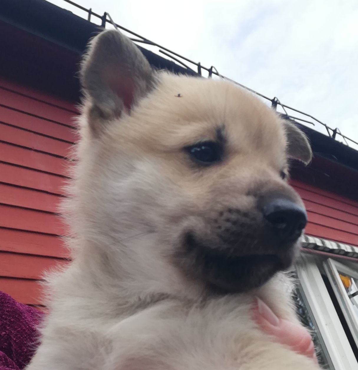 Norsk buhund