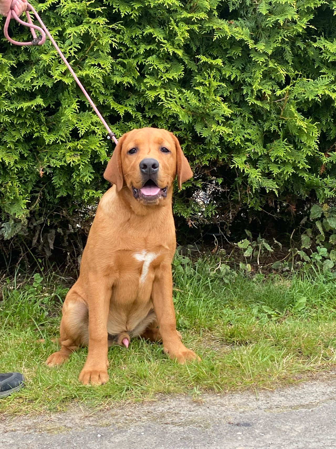 Labrador retriever