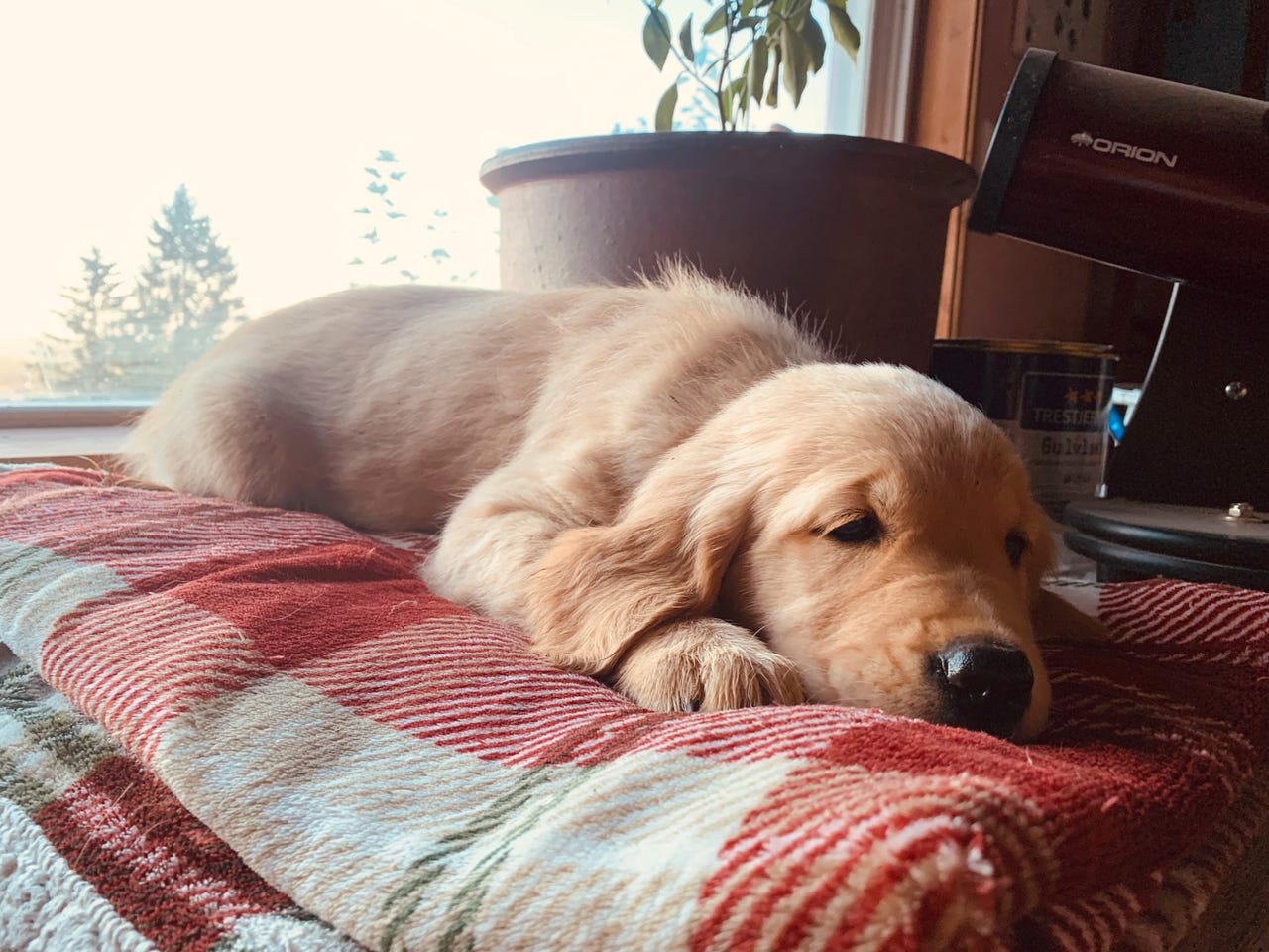 Golden retriever