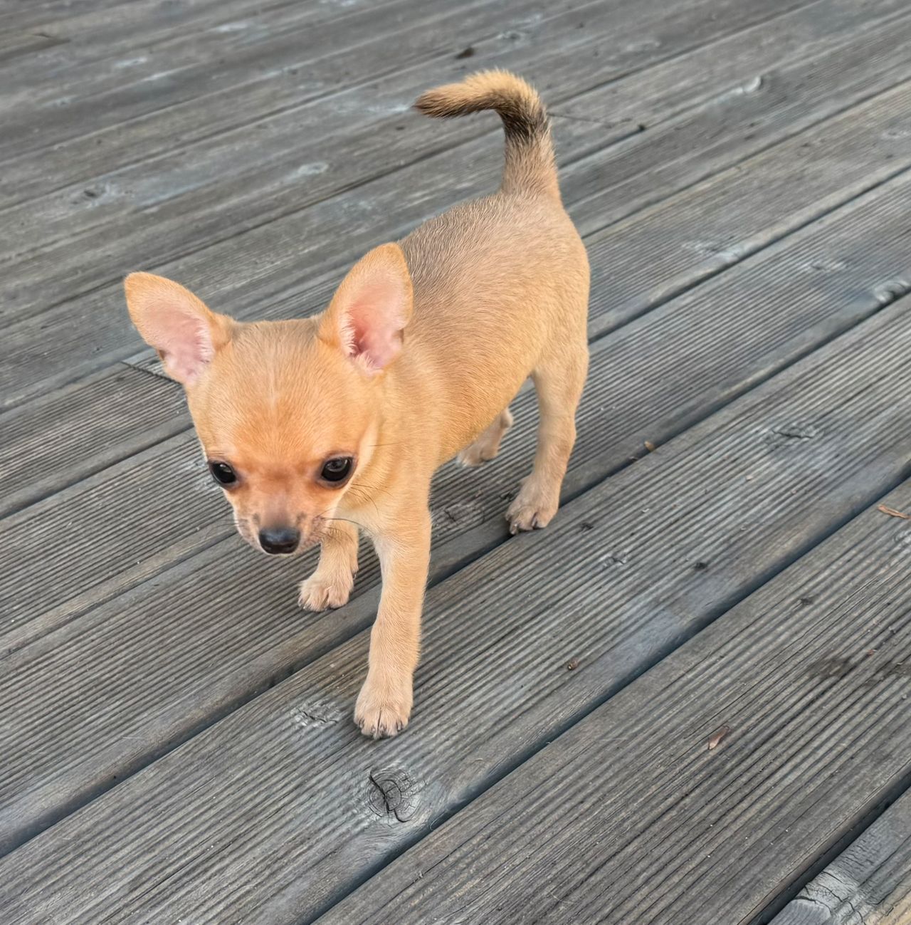 Chihuahua korthåret